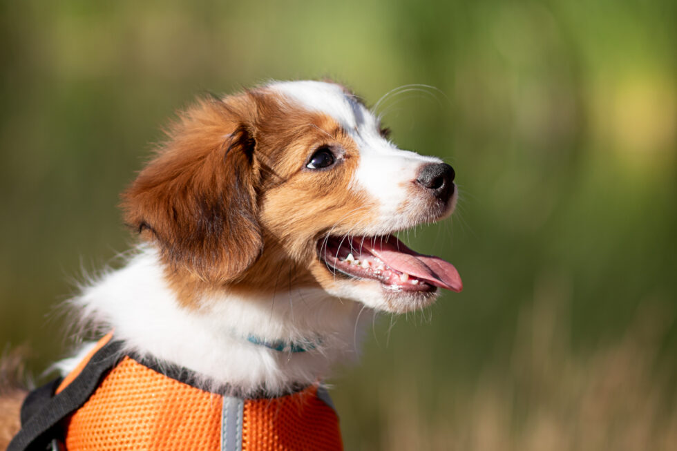 Other Services Dog Defined