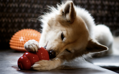 Spice up my life! The ins and outs of canine enrichment