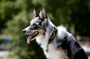 blue merle border collie wearing a black leather and rainbow rhinestone paco collar
