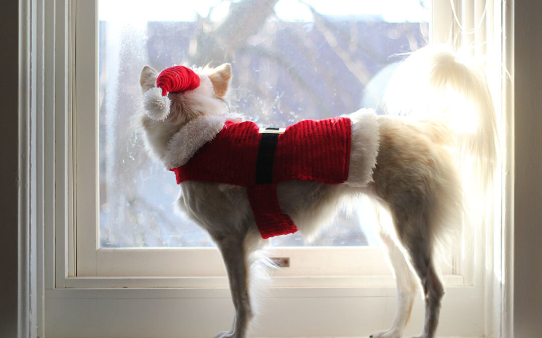5 ways to reduce holiday stress with your dog