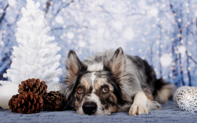 Here’s what your dog wants for the holidays