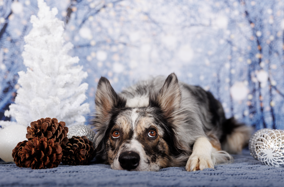 Here’s what your dog wants for the holidays