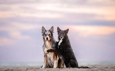 So you want to get a friend for your dog, when is the right time?